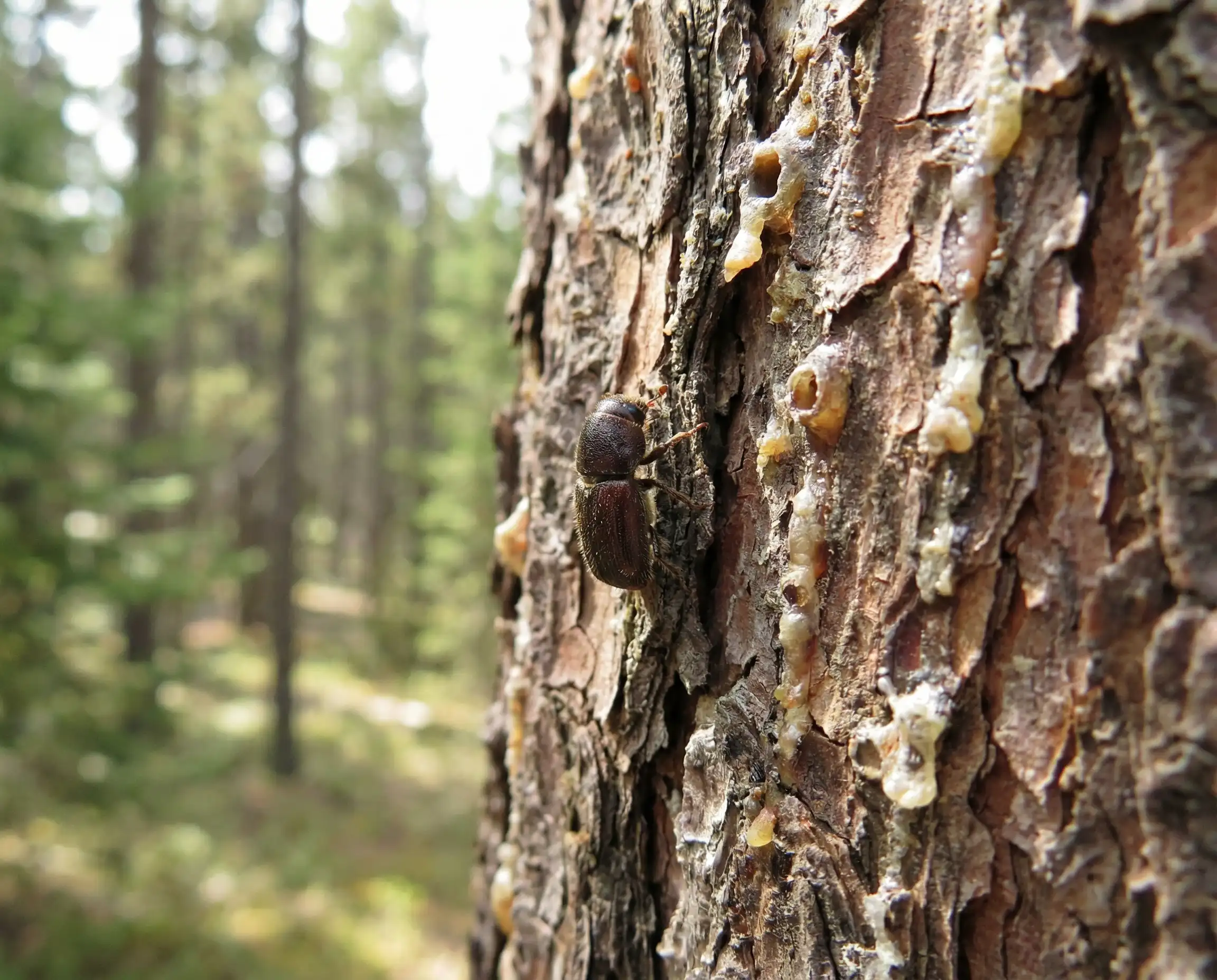 Mountain Pine Beetle on a tree
